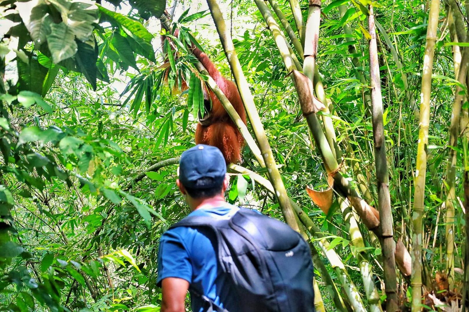 Batu Kapal Guest House & Jungle Trekking Bukit Lawang Zewnętrze zdjęcie